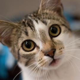 Cat gazing at the camera