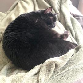 Little Bit the cat takes a nap