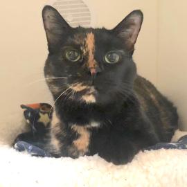 Daisy, a senior cat adopted in January 2022