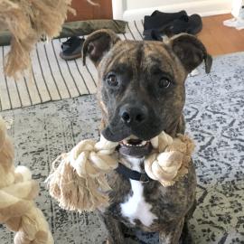 Sonny the dog, holding a rope in his mouth