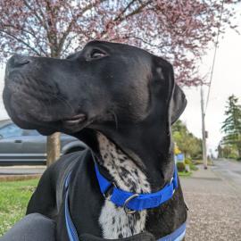 Ziggy, a dog adopted March 2022