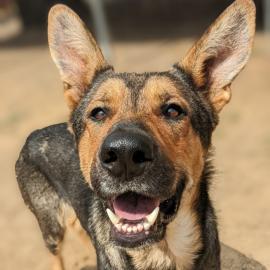 Buddy the dog