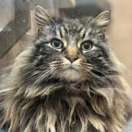 Lazlo, a cat adopted in March 2025