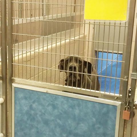 Dog in kennel