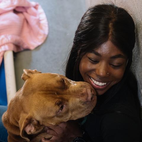 Volunteer in a kennel getting kissed by a pitbull